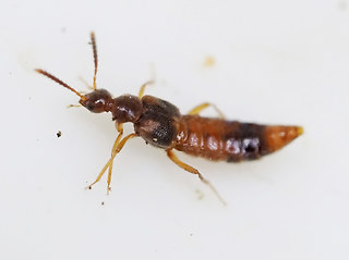 Bolitochara cf. tecta