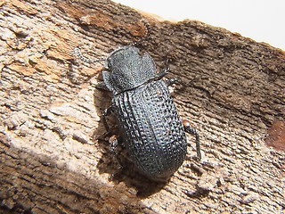 Bolitophagus reticulatus
