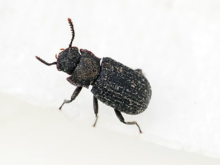 Bolitophagus reticulatus