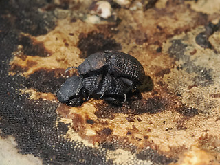 Bolitophagus reticulatus