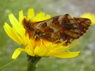 Boloria pales