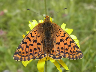 Boloria pales