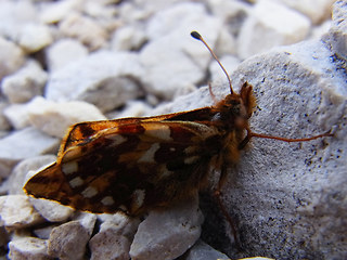 Boloria pales