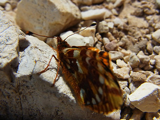 Boloria pales