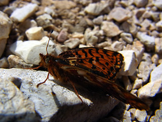 Boloria pales