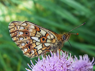 Boloria selene