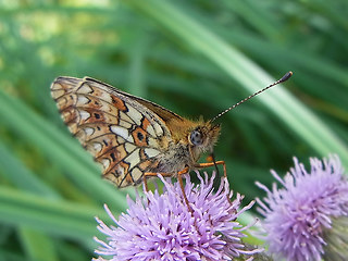 Boloria selene