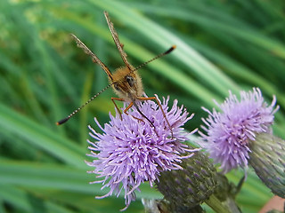 Boloria selene