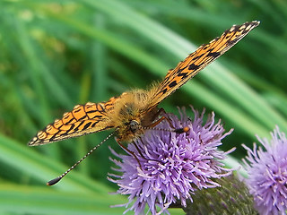Boloria selene
