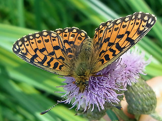 Boloria selene