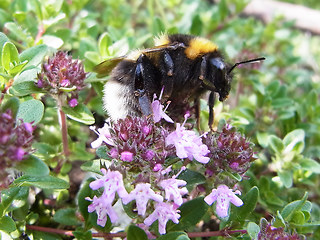 Bombus hortorum