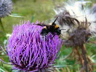 Bombus hortorum