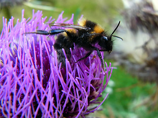 Bombus hortorum