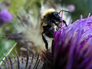 Bombus hortorum