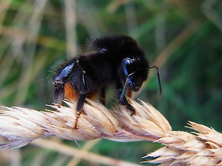 Bombus lapidarius