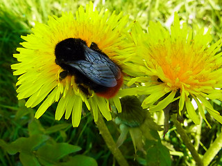 Bombus lapidarius