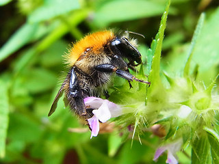 Bombus pascuorum