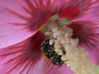 Bombus pascuorum