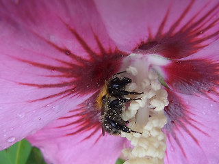 Bombus pascuorum