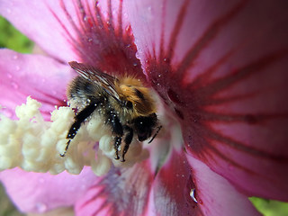 Bombus pascuorum