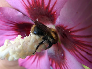 Bombus pascuorum