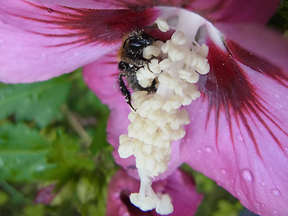 Bombus pascuorum