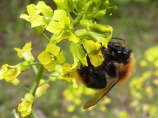 Bombus pascuorum