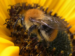 Bombus pascuorum