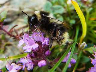 Bombus sichelii