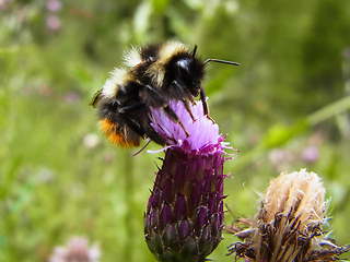 Bombus sichelii