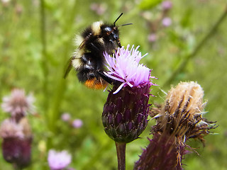 Bombus sichelii