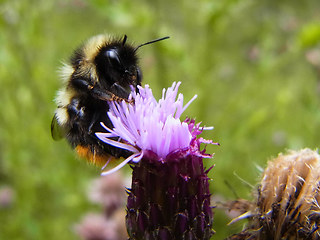 Bombus sichelii