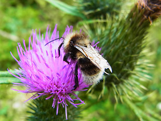 Bombus sylvarum