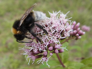 Bombus sylvestris