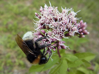 Bombus sylvestris