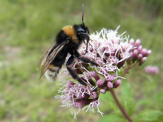 Bombus sylvestris