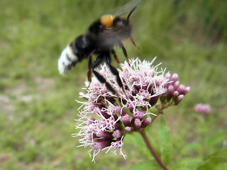 Bombus sylvestris