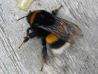 Bombus terrestris