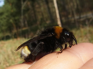 Bombus vestalis