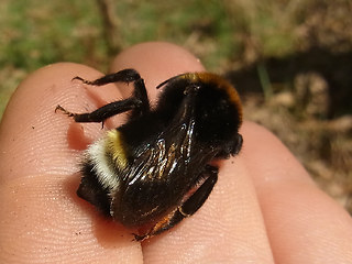 Bombus vestalis