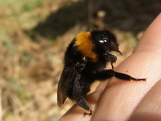 Bombus vestalis