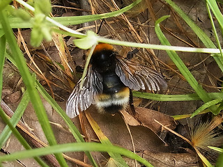 Bombus vestalis