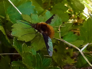 Bombylius major