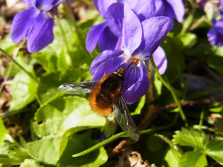 Bombylius major