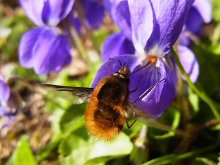 Bombylius major