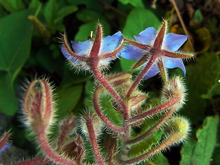 Borago officinalis