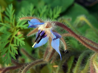 Borago officinalis