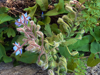 Borago officinalis