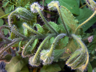 Borago officinalis