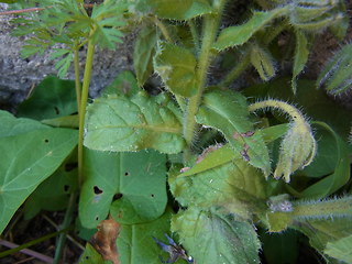 Borago officinalis